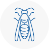 Crowborough Wasp Nest Removal